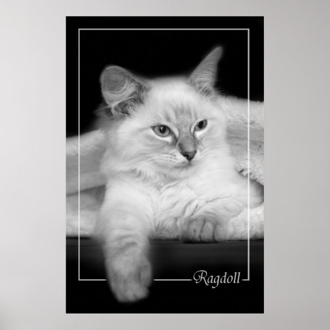 ragdoll kitten poster (Front)