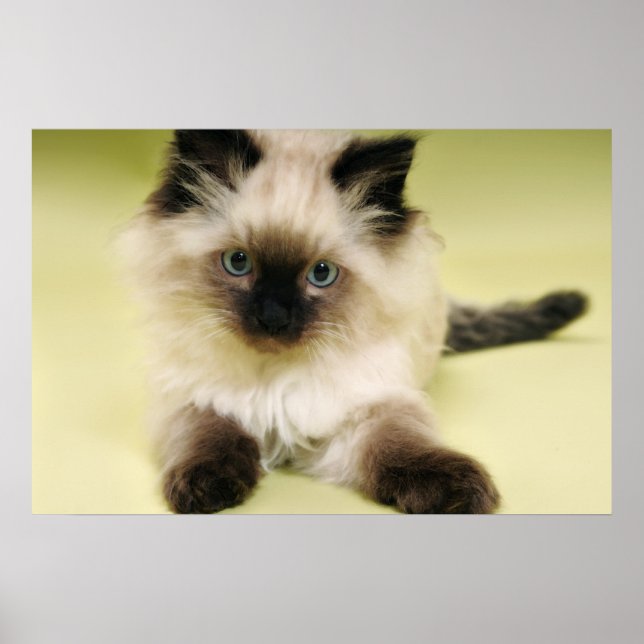 ragdoll kitten poster (Front)
