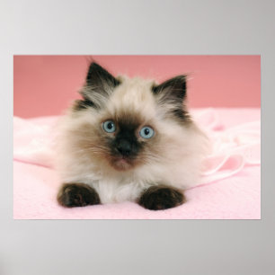 ragdoll kitten poster