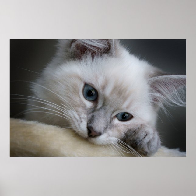 ragdoll kitten poster (Front)