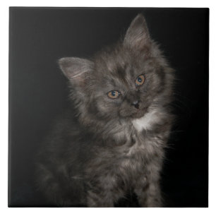Ragdoll kitten ragdoll cat face black white kitty tile