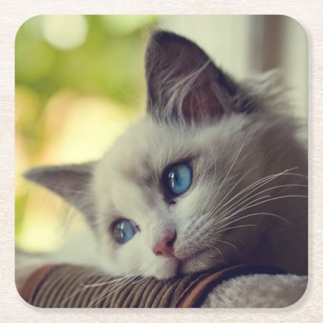 Ragdoll Kitten Square Paper Coaster (Front)