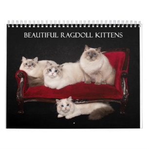 Ragdoll Kittens Calendar