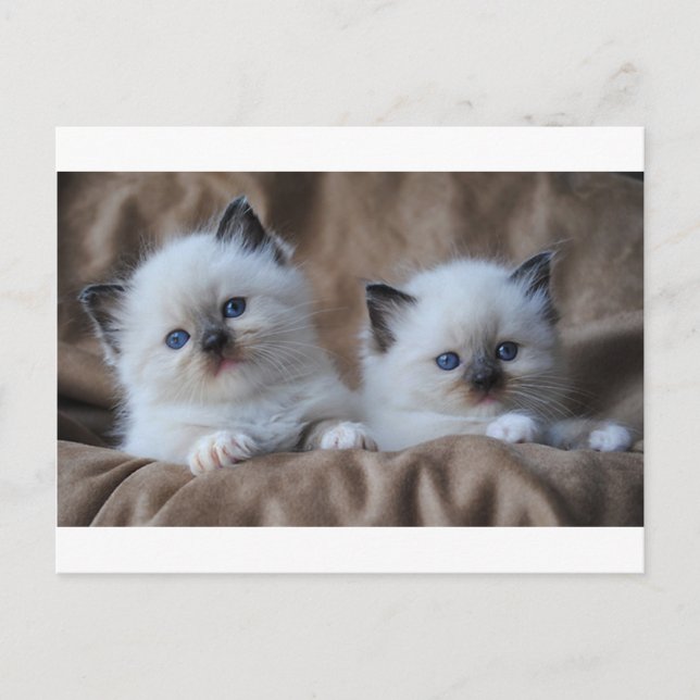 Ragdoll Kittens Postcard (Front)