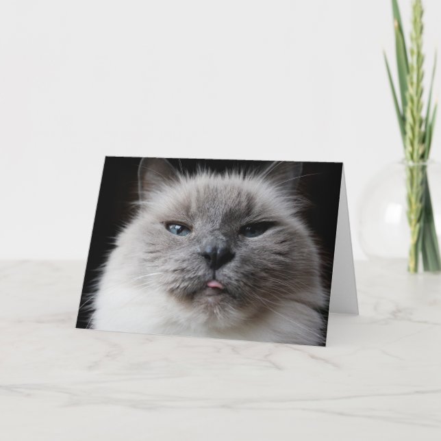 Ragdoll kitty sticks out tongue. card (Front)