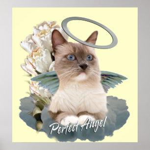 Ragdoll Perfect Angel Kitten poster