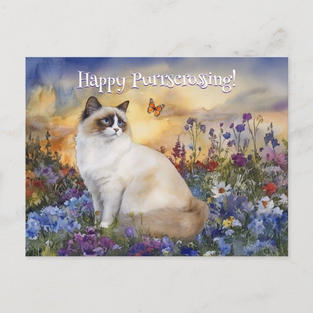 Ragdoll Postcrossing - Postcard (Front)