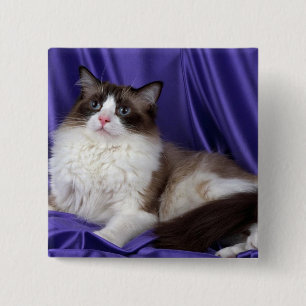Ragdoll, seal bi-colour 15 cm square badge