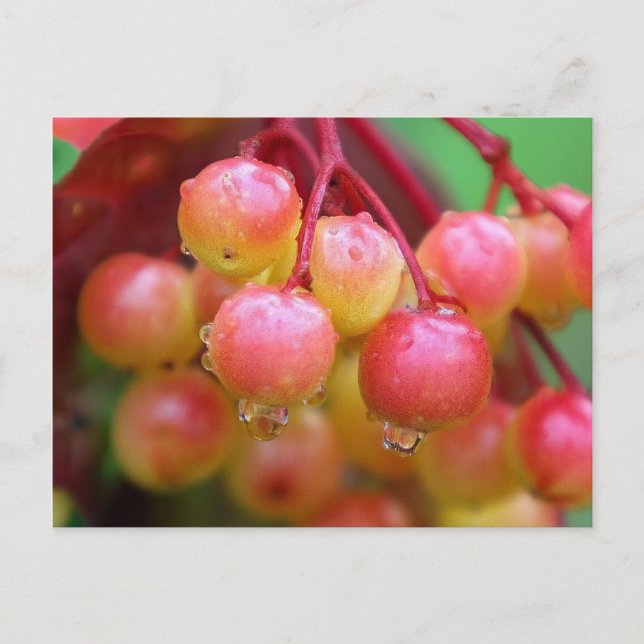 Rain and Berries Postcard (Front)
