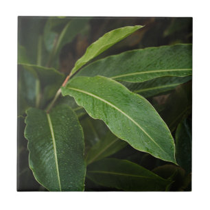 Rain Covered Tropical Green Leaves Botanical Tile