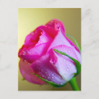 Rain Drop Kisses of Nature on Pink Rose