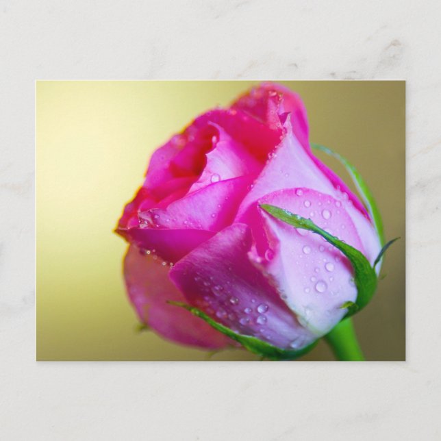 Rain Drop Kisses of Nature on Pink Rose Postcard (Front)