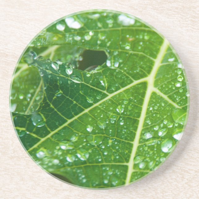 Rain Drops on Green Papaya Leaf Coaster (Front)