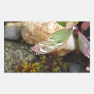 Rain Drops on Leaf Rectangular Sticker