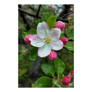 Rain drops on little flower poster