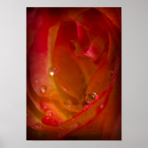 Rain Drops on Rose 4 Poster