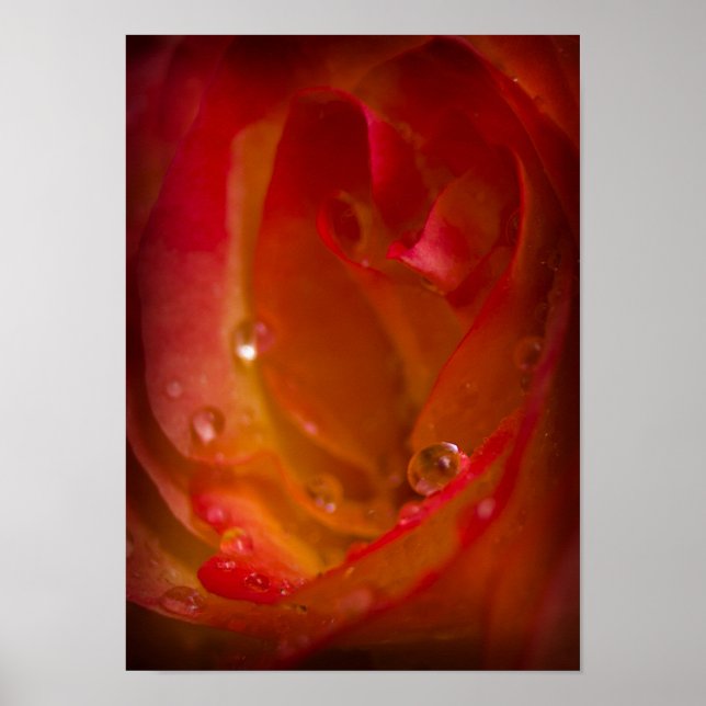 Rain Drops on Rose 4 Poster (Front)