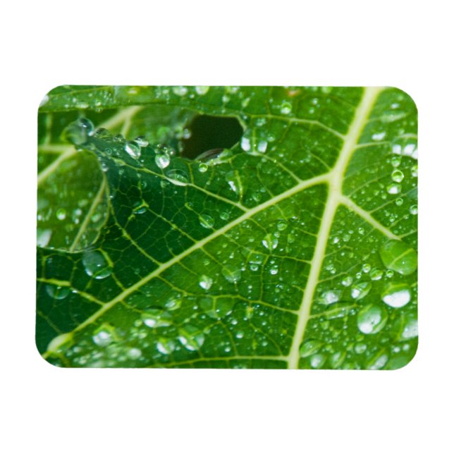 Rain Drops on Tropical Green Papaya Leaf Magnet (Horizontal)