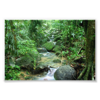 Rain Forest Cairns Australia Photo Print