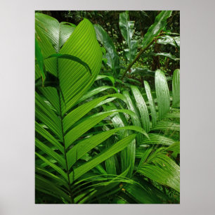 Rain Forest Palms Poster