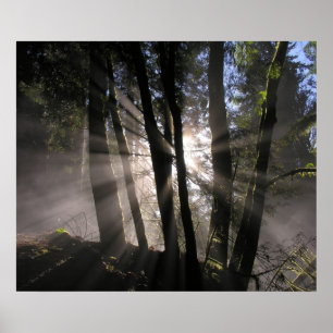 Rain Forest Sun Rays Poster
