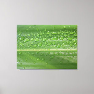 Rain-Kissed Green Leaf Macro Photography Canvas Print
