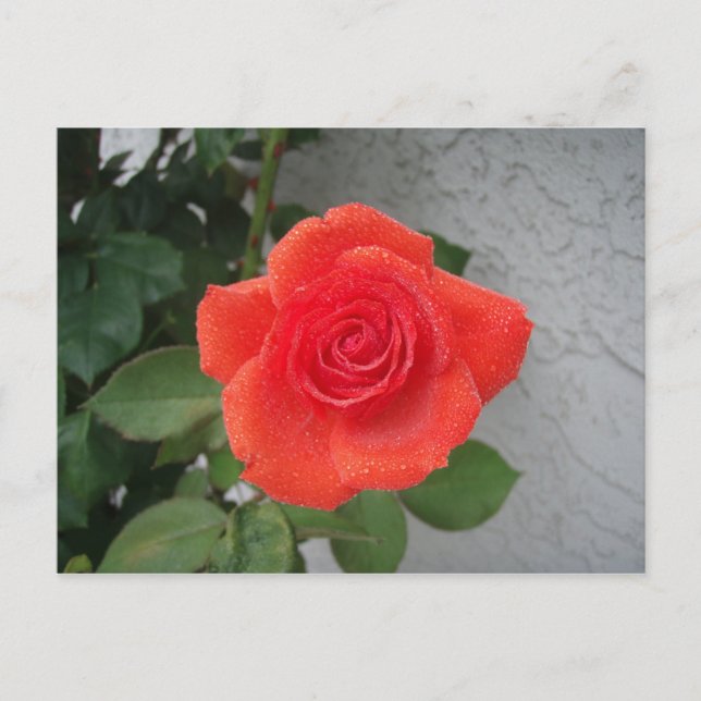 Rain-kissed rose postcard (Front)
