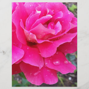 Rain on petals