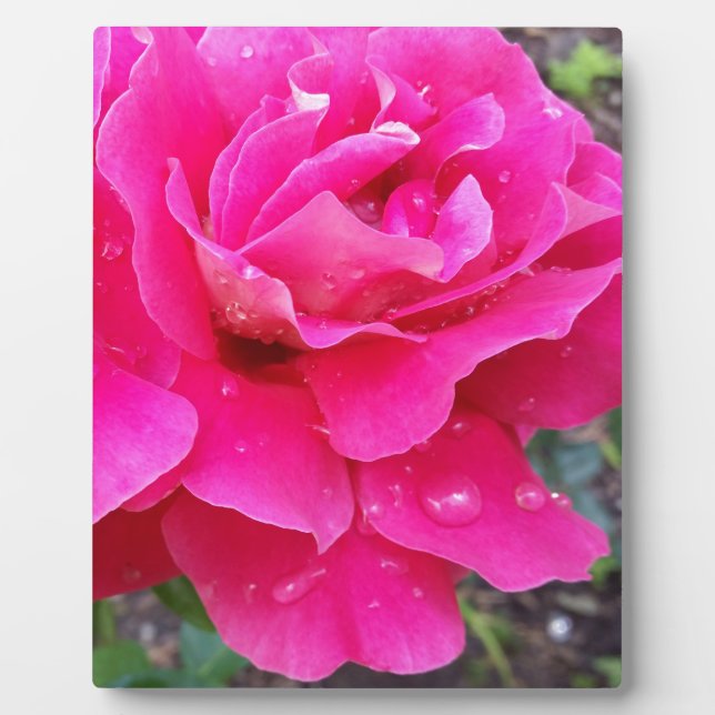 Rain on petals plaque (Front)
