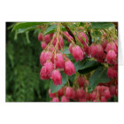 Rain on Pink Bell Flowers