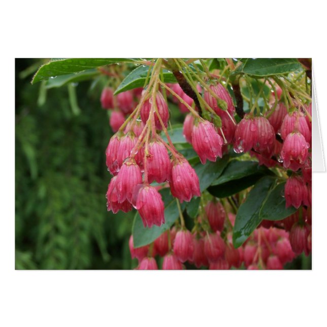 Rain on Pink Bell Flowers (Front Horizontal)
