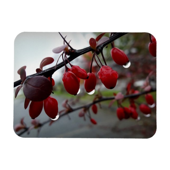 Rain on twig magnet (Horizontal)