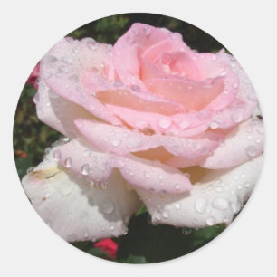 Rain -Sprinkled Rose Classic Round Sticker