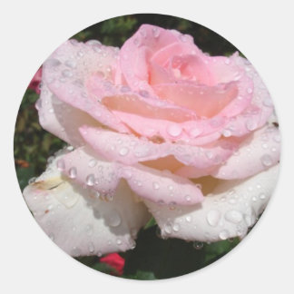 Rain -Sprinkled Rose Classic Round Sticker