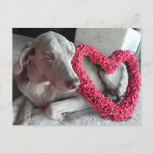 Rain the Weimaraner's I Heart You Postcard