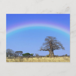 Rainbow and African baobab tree, Adansonia Postcard