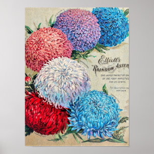 Rainbow Asters Vintage Flower Seed Catalogue Art Poster