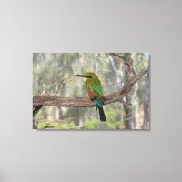 Rainbow bee-eater bird, Australia