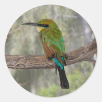 Rainbow bee-eater bird, Australia