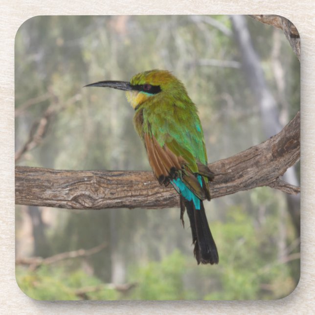 Rainbow bee-eater bird, Australia Coaster (Front)