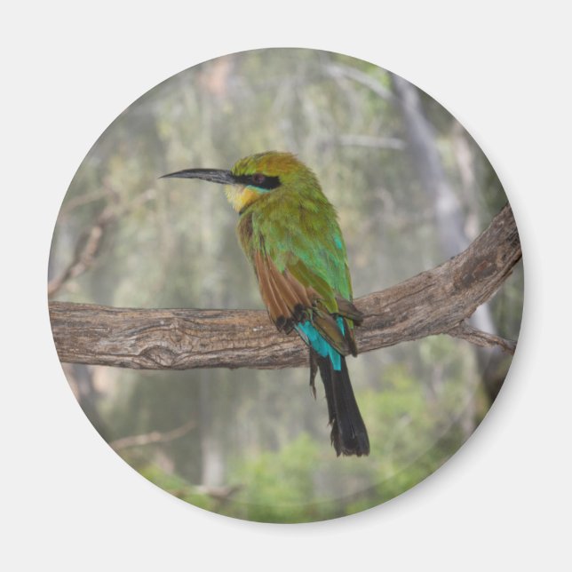Rainbow bee-eater bird, Australia Magnet (Front)