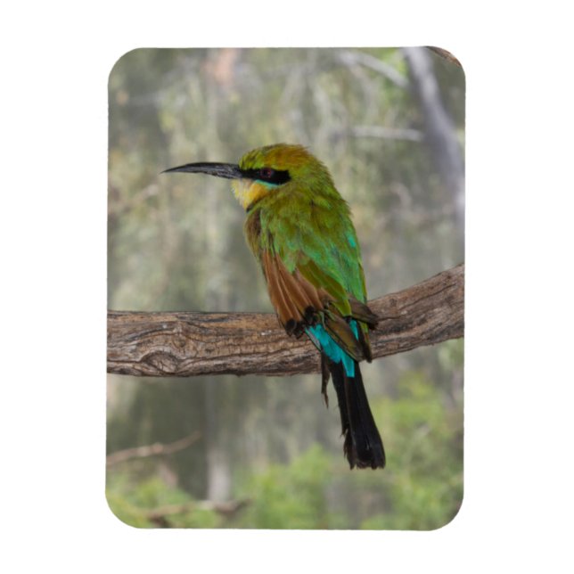 Rainbow bee-eater bird, Australia Magnet (Vertical)