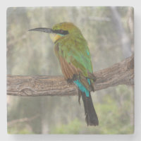 Rainbow bee-eater bird, Australia