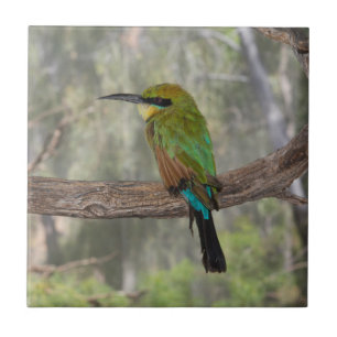 Rainbow bee-eater bird, Australia Tile