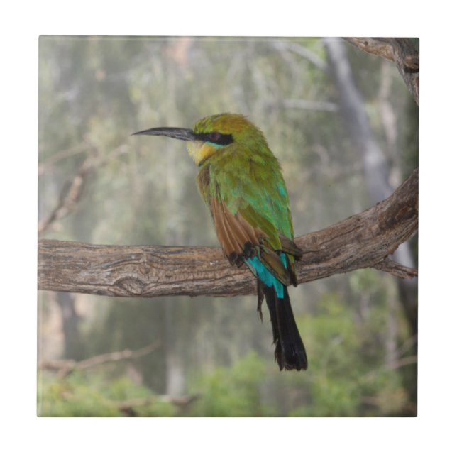 Rainbow bee-eater bird, Australia Tile (Front)