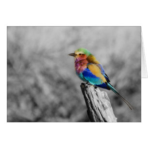 Rainbow Bird