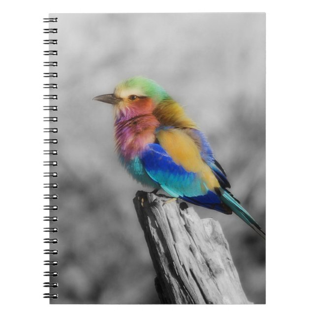 Rainbow Bird Spiral Notebook (Front)