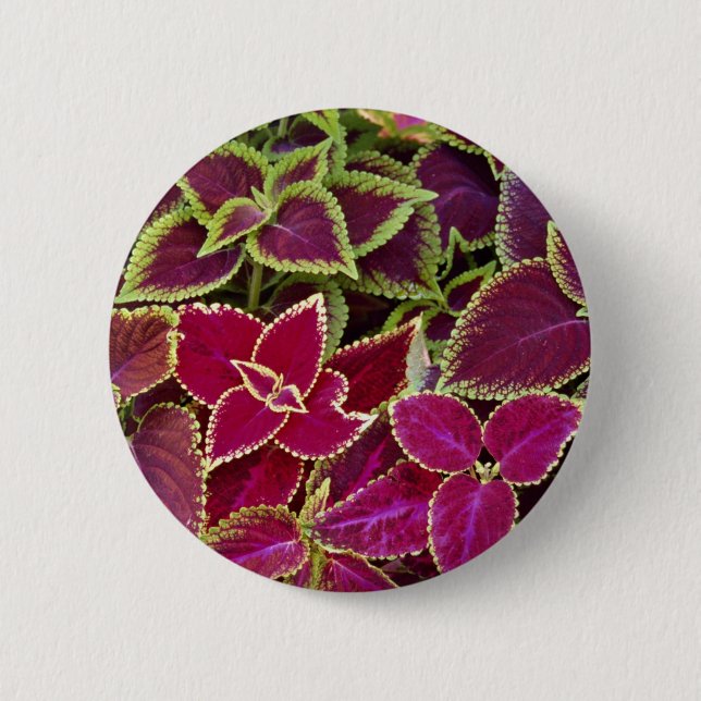 Rainbow coleus 6 cm round badge (Front)