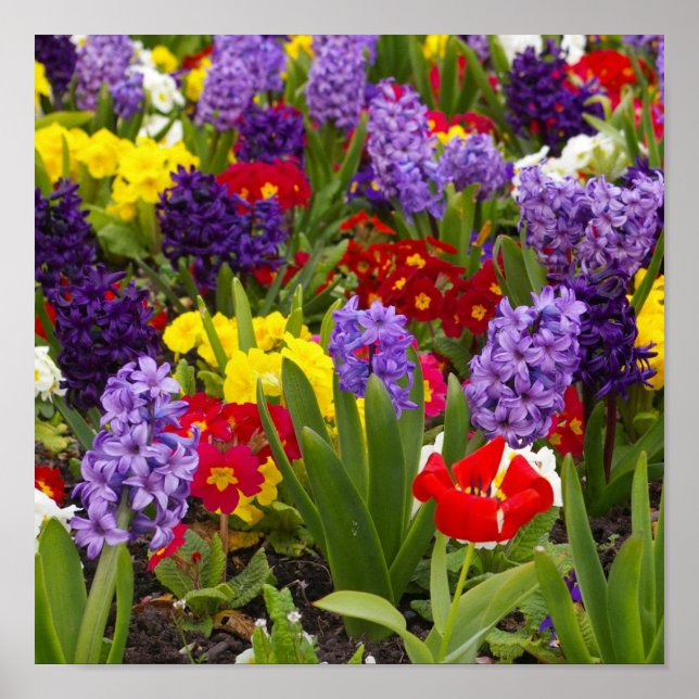 Rainbow Collection Poster (Front)