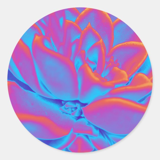 Rainbow colour Succulent plant Classic Round Sticker (Front)